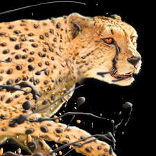 Cheetah AMAZE