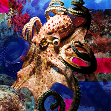Octopus Collage