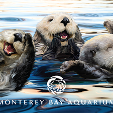 Otters Play